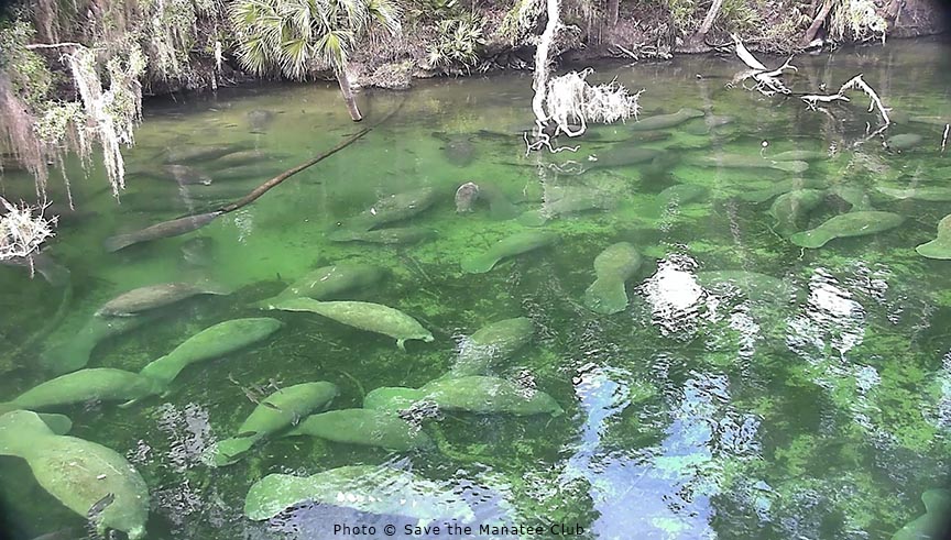 savethemanatee's tweet photo. Did you know?
A group of manatees is called an "aggregation". Manatees don't form families. The only long-lasting bond is btwn a mom & calf. Pictured here: Aggregation in the warm water sanctuary of Blue Spring.
Learn more: https://t.co/8DspBpm8jq
#Manateefact #WildlifeWednesday https://t.co/6k5V8MxWxW