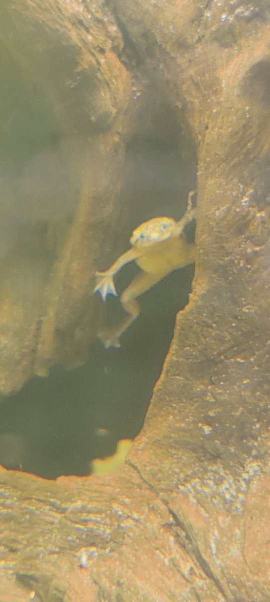 Axolotls et Cie tweet media