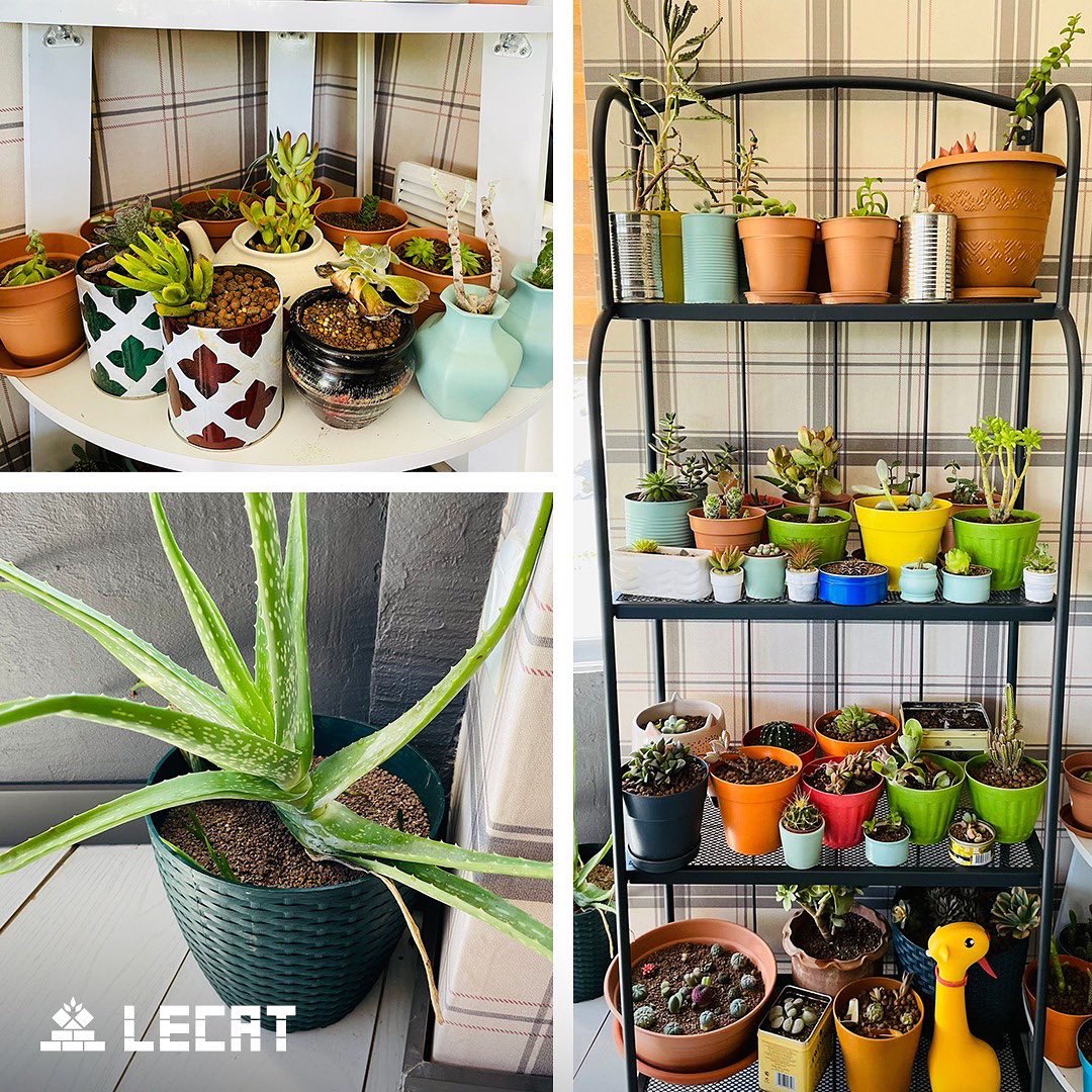 Sizlerden gelen fotoğraflar bizleri çok mutlu ediyor! Bugünün güzel fotoğrafları Ankara’dan geliyor. 😊
#lecat #leca #lecattarım #hidrokültür #topraksıztarım #topraksızsera #topraksiztarim #kilbilyesi #cicekbakimi #toprak #sizdengelenler