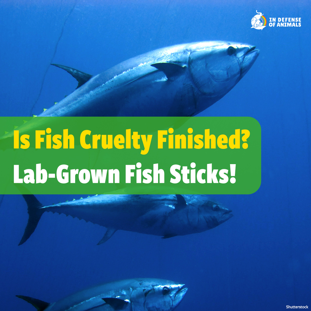 IDAUSA's tweet photo. Billions of fish are killed each year for consumption, but #BluuSeafood is working to net #RespectForFish with sustainable #LabGrown fish flesh.
Market-ready, lab-grown fish sticks could be hitting store shelves soon! https://t.co/4zdHpxJ3PQ
https://t.co/B7S0E62mPQ https://t.co/yWancQ7AZq