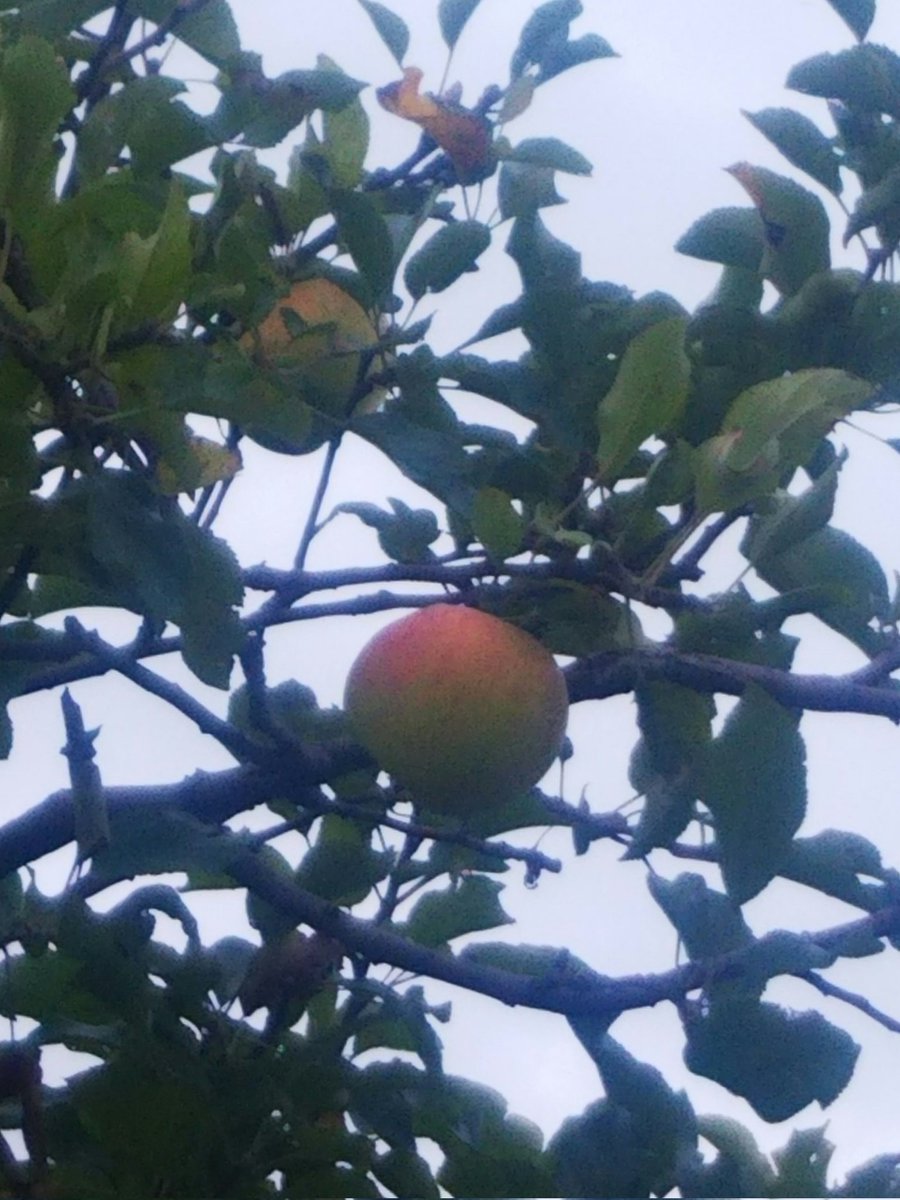 Sweetbox!❤️❤️❤️❤️💐💐💐💐💐💐 (@k_firstcat) on Twitter photo 