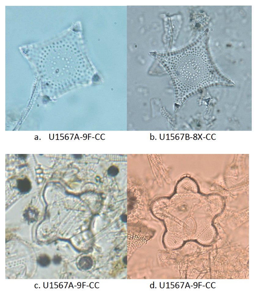 SchererReed's tweet photo. Tomorrow @ICP14Bergen I'll be sprinting between 2 posters: @JoeRuggiero_ poster on #exp379 @AmundsenSea diatom morphometry-based Pleistocene paleotemperatures and mind-blowing treasures from #exp396 PETM and middle Eocene diatomites from the Norwegian Sea. Come check them out! https://t.co/S5DF2opybA
