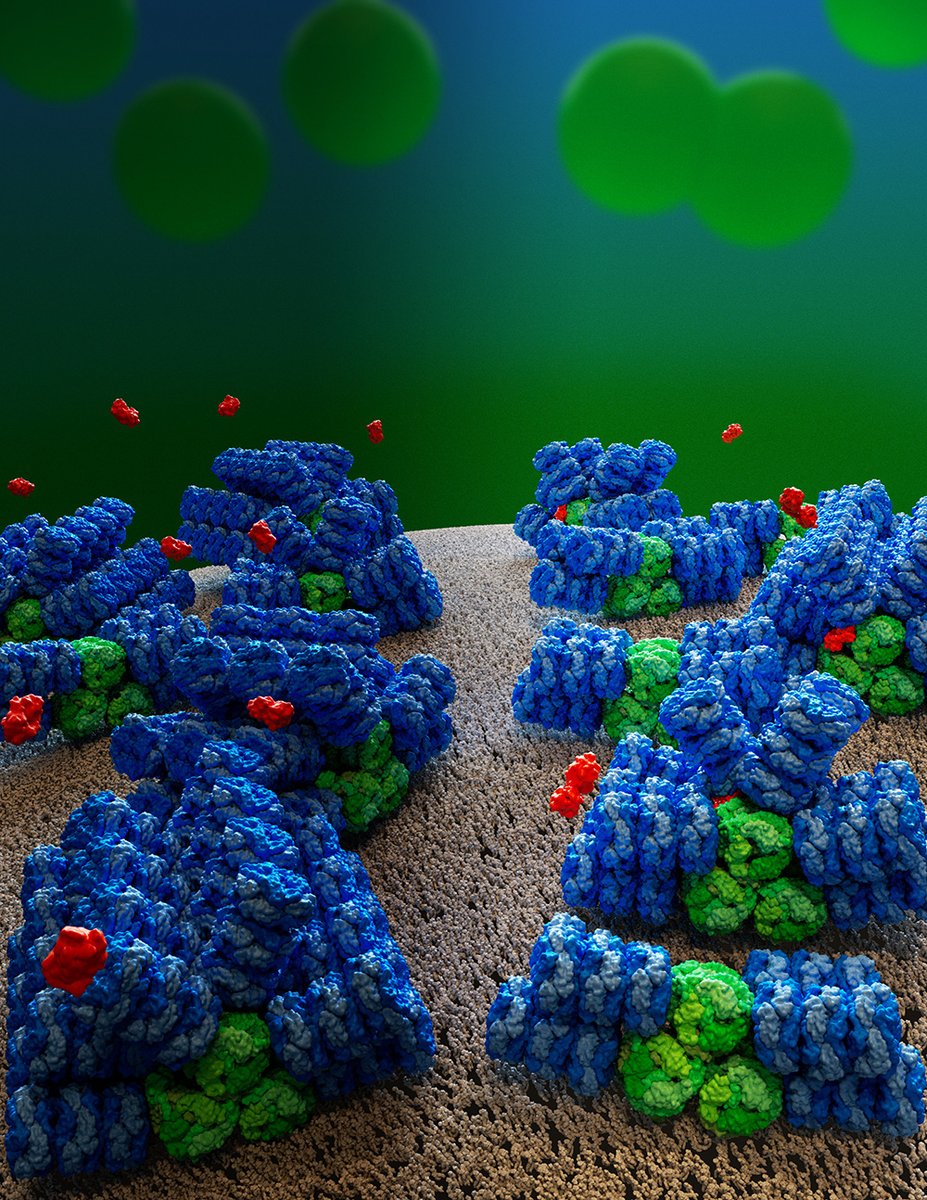 For #SeeingDiversity, we're featuring Dr. @paulvictorsauer! This illustration shows phycobilisomes (blue & green) which collect sunlight in cyanobacteria during photosynthesis & adjust their output depending on light conditions. OCP (orange), dissipates excess captured energy.