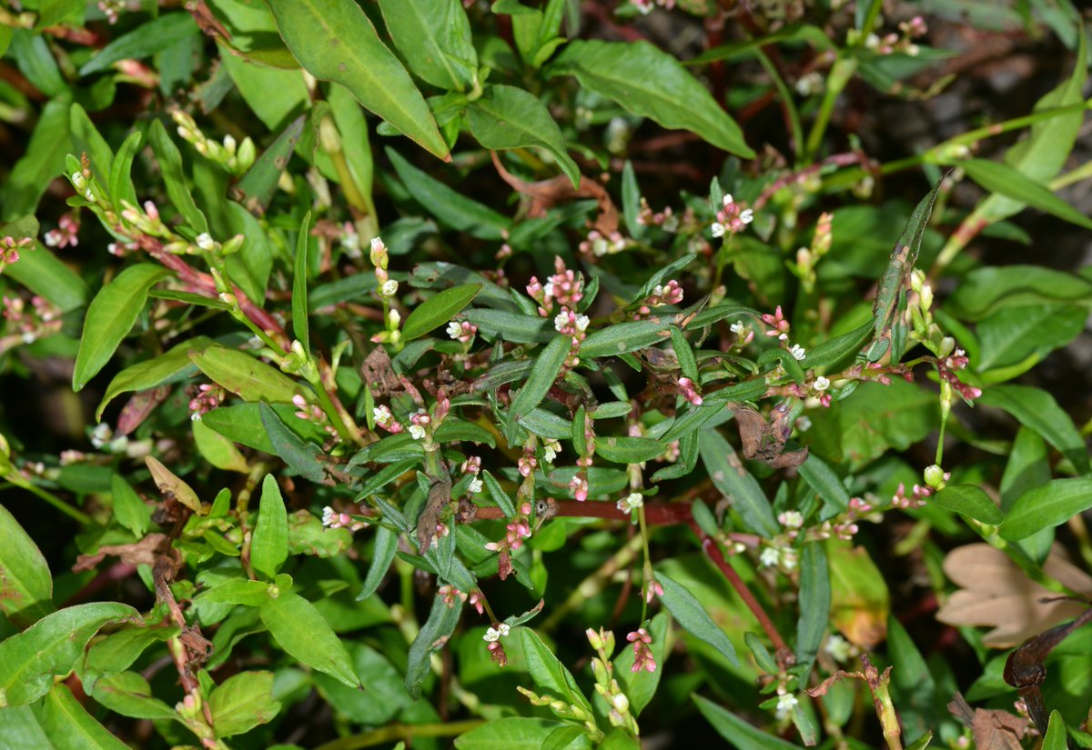 Small Water-pepper (Persicaria minor) from an almost dry ditch in the New Forest. Far less common than the the Water-pepper (P. hydropiper) surrounding it in this image.@NatPhotoLtd @NatureTTL #TwitterNatureCommunity #TwitterNaturePhotography