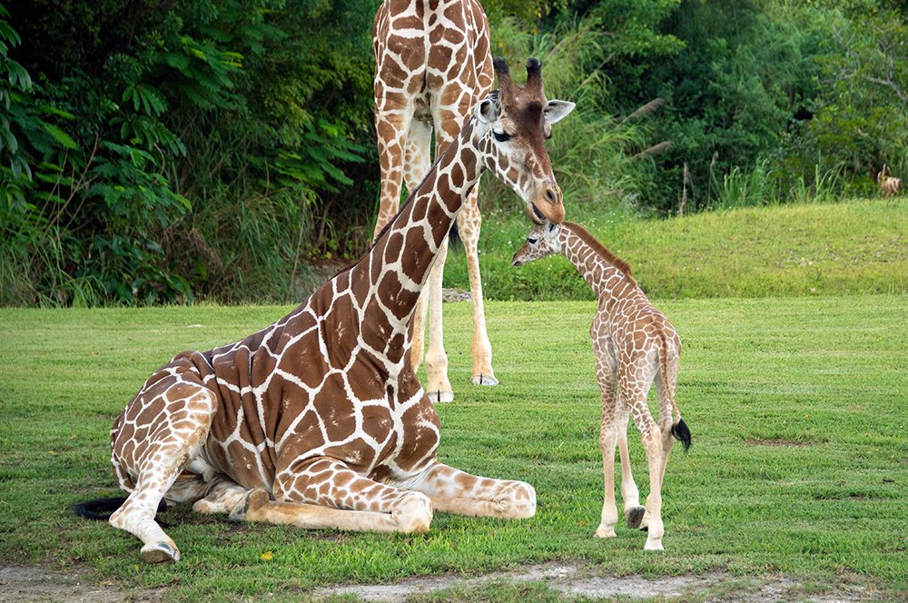 WFLA's tweet photo. New baby giraffe makes debut at Zoo Miami https://t.co/TLU833HLMk https://t.co/4chETFFO0d