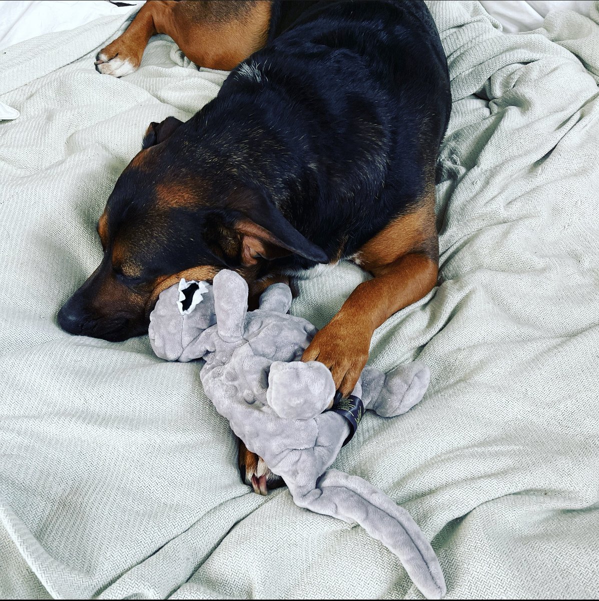 Thanks to <a href="/asherprice/">Asher Price</a> for the #TrafalgarDog shout out in <a href="/axios/">Axios</a> #Austin this week! Photo evidence of mentioned t-rex sleep snuggles. 🦖🐶💤🤩