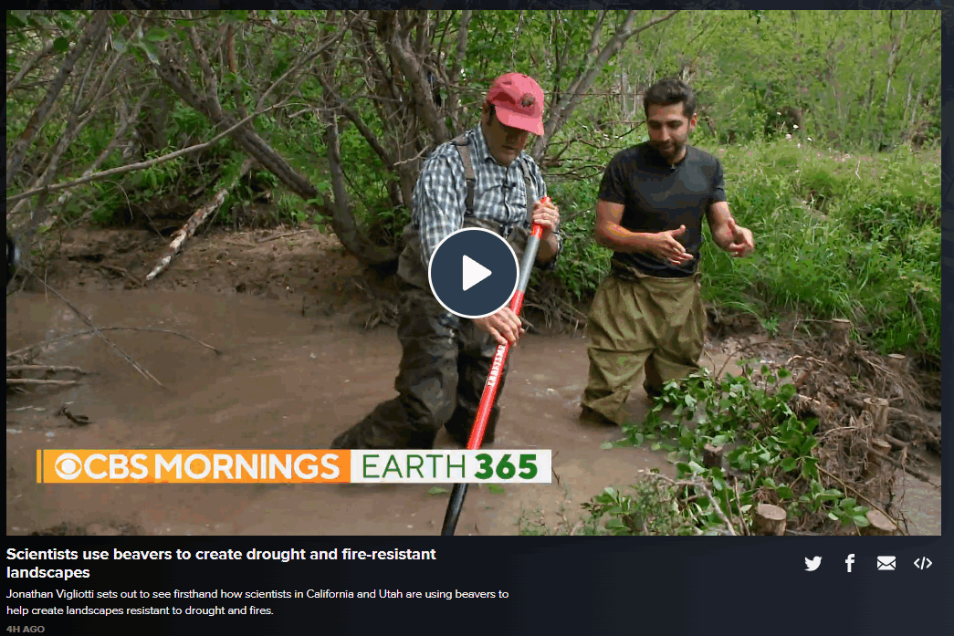 fluvialwheaton's tweet photo. Great to see @CBSMornings highlight how #lowtechPBR to build #BDAs as soft-landing pads for beaver. Nice work @beaverbunkhouse, @RestorationUSU , @EmilyFairfax, @UtahDWR and @AnabranchS! "Beavers used to make land drought-resistant " → https://t.co/0VXudN2wh4 https://t.co/RZPXssEOiH