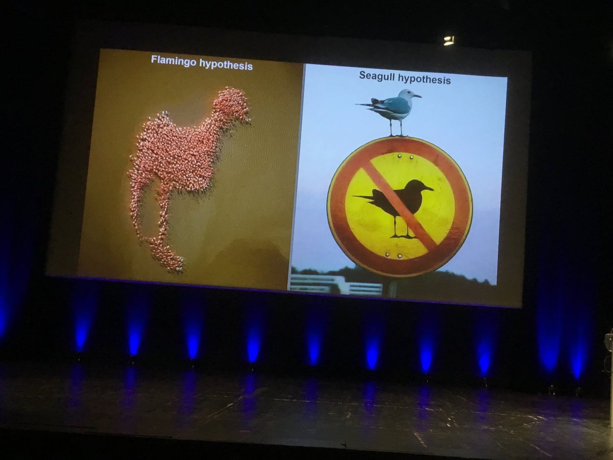 Marike Schiffer (@marikeschiffer) on Twitter photo Flamingoes or seagulls - what’s the better model for human rule-following behaviour? Roland Pfister at <a href="/Escop2022/">ESCOP 2022</a> Flamingoes or seagulls - what’s the better model for human rule-following behaviour? Roland Pfister at <a href="/Escop2022/">ESCOP 2022</a>