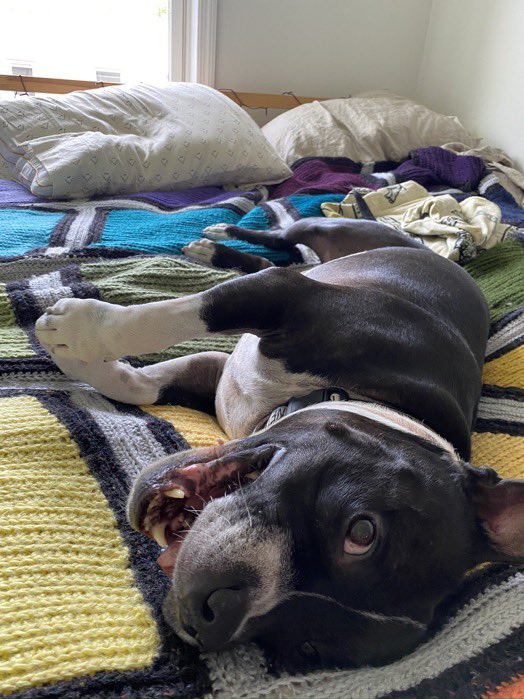 we_weigh's tweet photo. 58 pounds. Big thanks to @RowanMoody from Brooklyn, NY for submitting Vinny! https://t.co/Xl7pAp3RB5