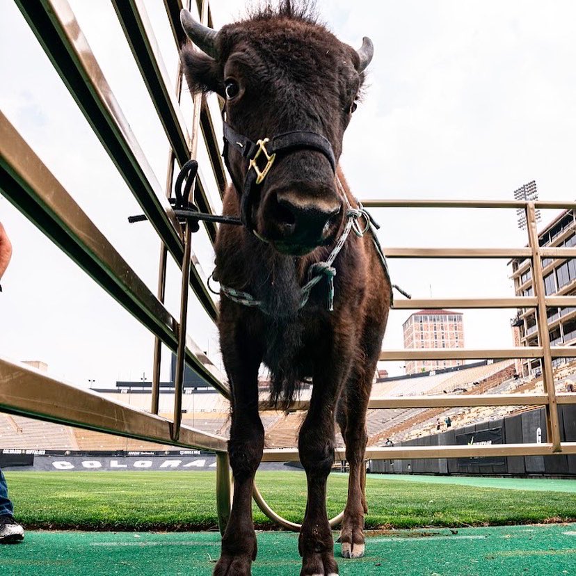 CUBuffsRalphie's tweet photo. 2021➡️400 lbs
2022➡️???
Who’s ready to see how much Ralphie has grown this off-season?? https://t.co/Qu9ksDx6o6