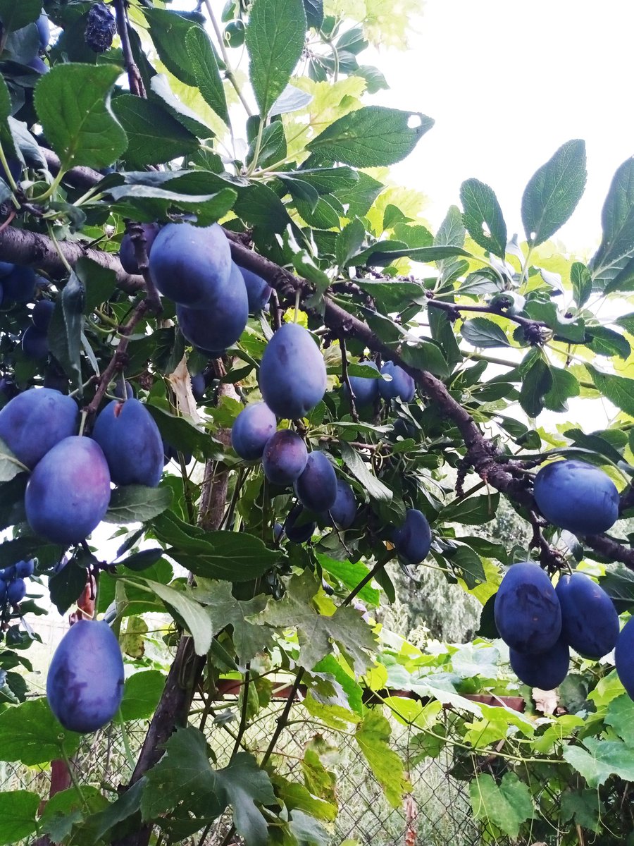 виктория гарбуз слив – Telegraph