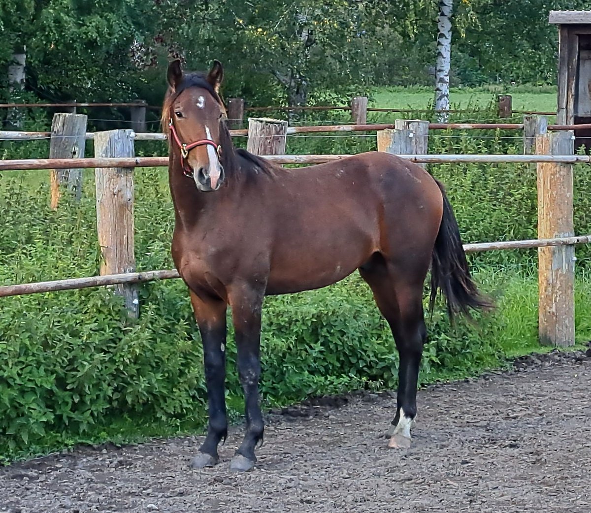 Hannu Hakala (@maxxbirdland) on Twitter photo Yksivuotias ori Quick Swamp (Orlando Vici- Zora Kemp, Majestic Son) muutti Tommi <a href="/ala_tommi/">Tommi Ala-Nikkola</a> Ala-Nikkolan talliin. Kasvattaja <a href="/TakanevaRiikka/">Riikka Takaneva</a> luovutti varsan hienossa kunnossa. Tuleva valmentaja oli tyytyväinen näkemäänsä. Raviaakkosten opettelu voi alkaa. #ravit Yksivuotias ori Quick Swamp (Orlando Vici- Zora Kemp, Majestic Son) muutti Tommi <a href="/ala_tommi/">Tommi Ala-Nikkola</a> Ala-Nikkolan talliin. Kasvattaja <a href="/TakanevaRiikka/">Riikka Takaneva</a> luovutti varsan hienossa kunnossa. Tuleva valmentaja oli tyytyväinen näkemäänsä. Raviaakkosten opettelu voi alkaa. #ravit