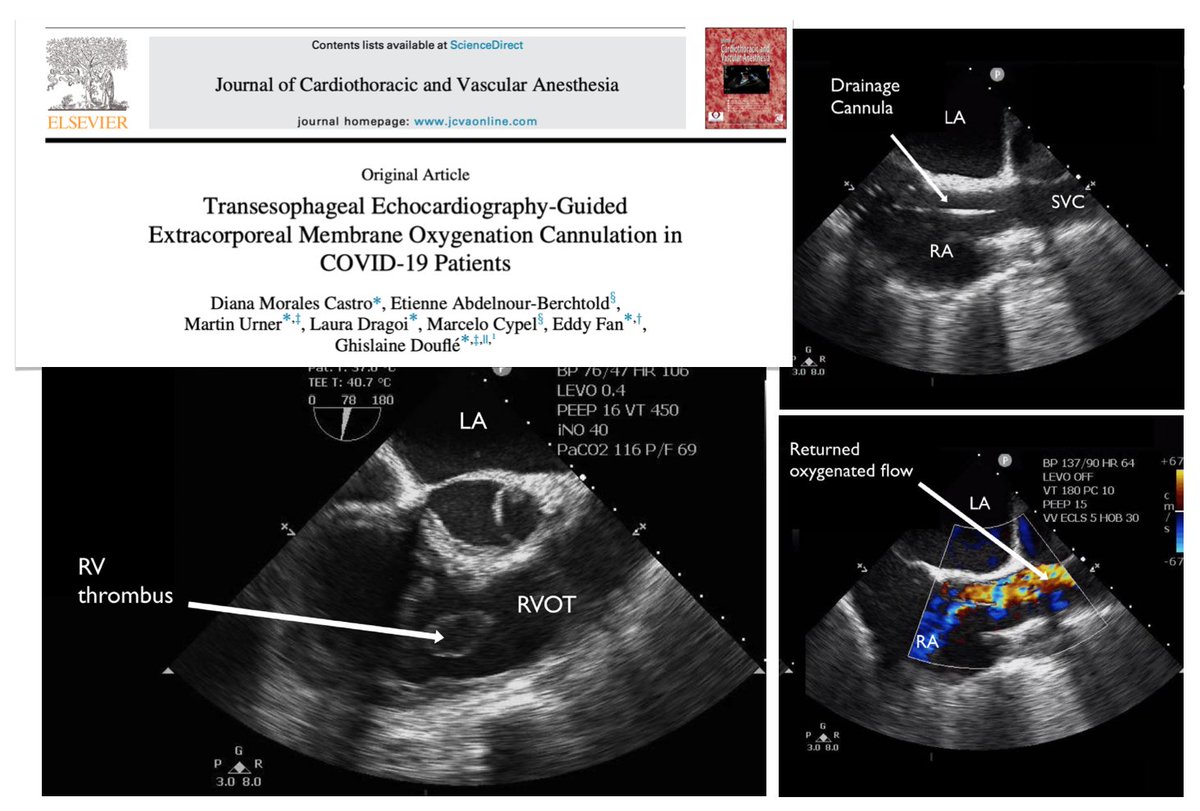 M Velia Antonini tweet media