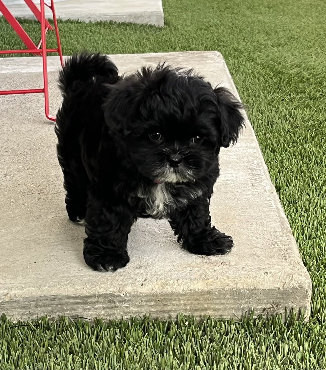 Mark Dienger tweet media