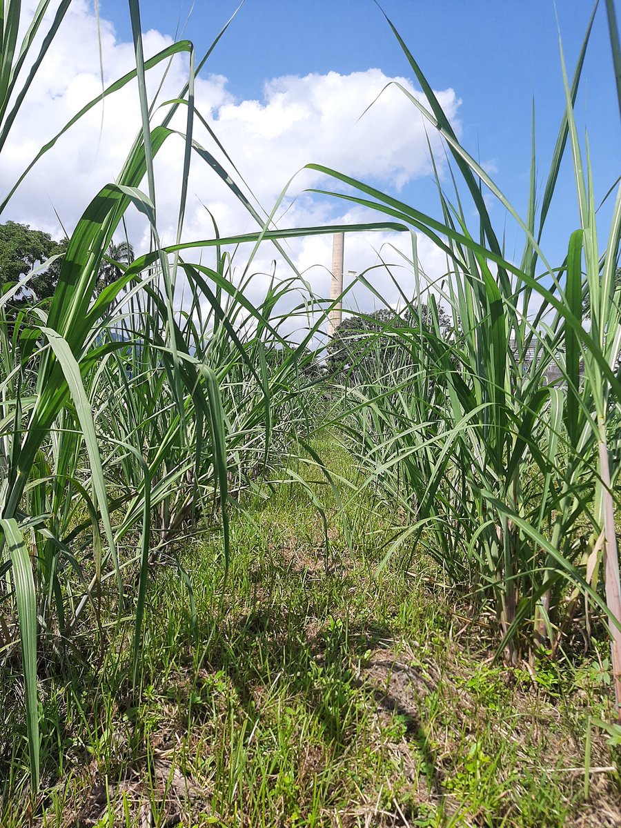 Hoy estamos en el campo más productivo del país, <a href="/Fundacana/">Fundacaña</a> este domingo celebrando 24 años de avances tecnológicos.