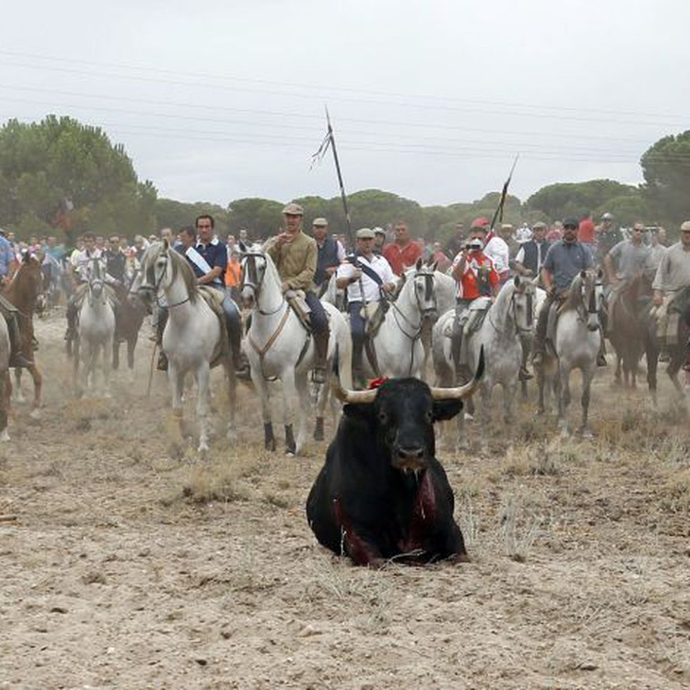 LunaJavierS's tweet photo. El próximo 13 de Septiembre vuelve el Toro de la Vega. Es un horror. 
Estamos cerca de las 70.000 firmas 
Retwittea y firma para impedirlo
                        👇
https://t.co/3not0OqcSu https://t.co/EMLIyqtZMR
