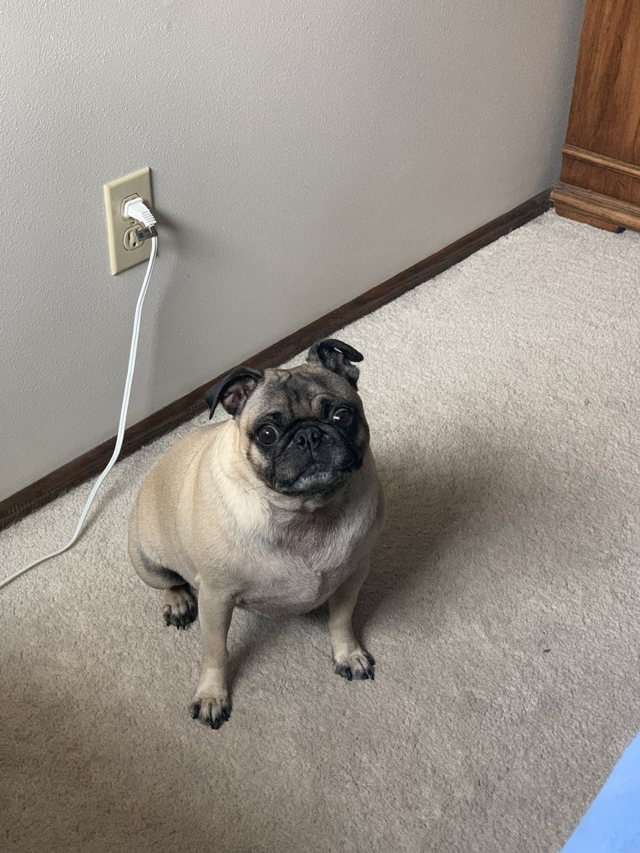 cheseth's tweet image. My little Molly crossed the rainbow bridge this morning. She was a silly little pug and a wonderful friend. I’ll love and miss her forever.
