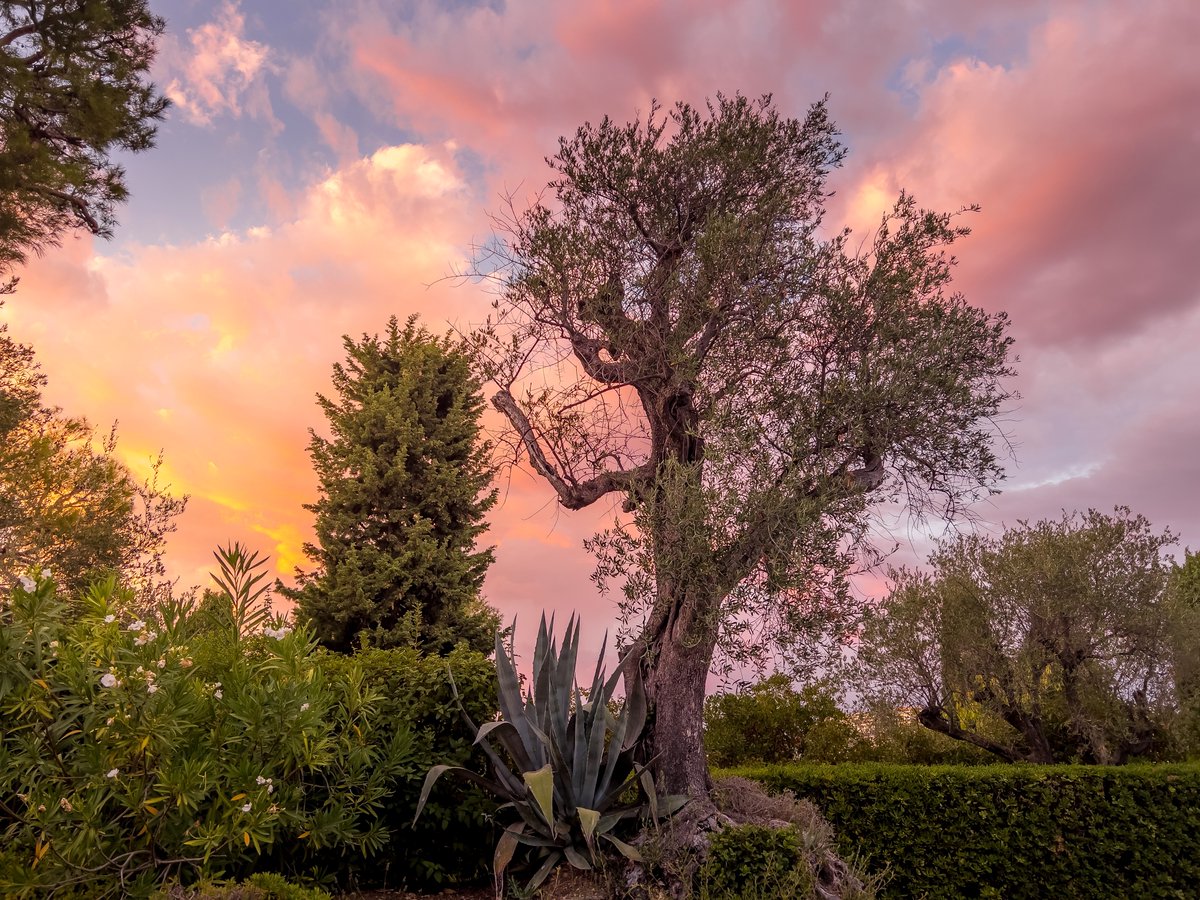 smartlang's tweet image. Home🏡 #Nice06 
@ExploreNCA @VisitCotedazur #sunsetphotography