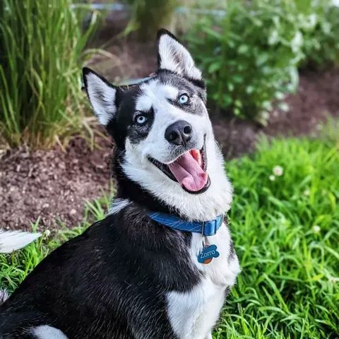 This is Zorro, 1.5 years, Siberian husky. Loves exploring the woods and napping. Zorro's human is Anastasia Naritsin, D.O., '21.