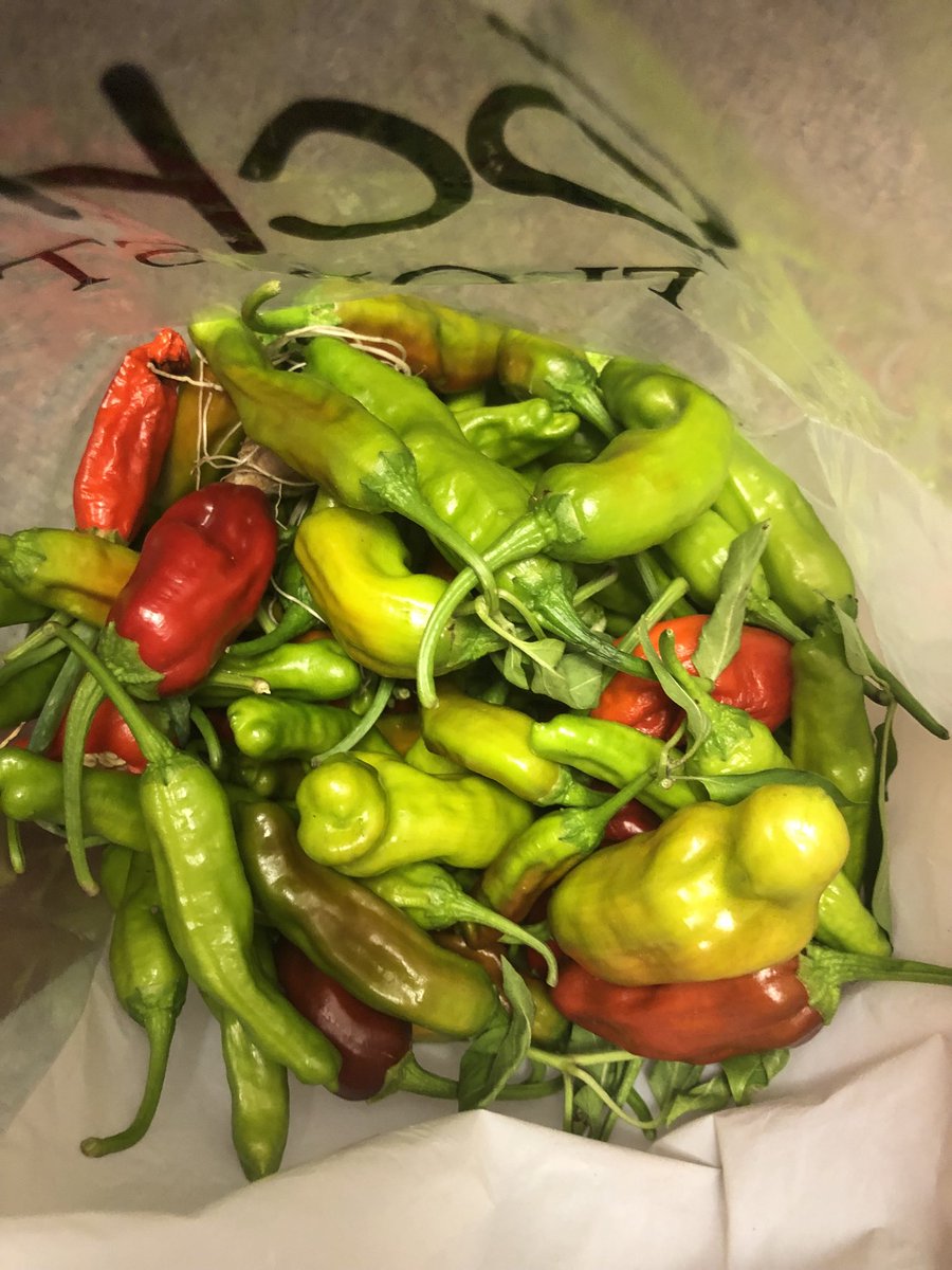 SLUHSustain's tweet photo. Can you guess what pepper we’ll be eating on Friday AP??
Thanks to Monroe Terry ‘25, Mrs. Corley and Dr. Schrick ‘63…the cafe has red potatoes and beans for the line this week and we have tasty snacks!!
#AMDG #shishito https://t.co/bOq320NiZG