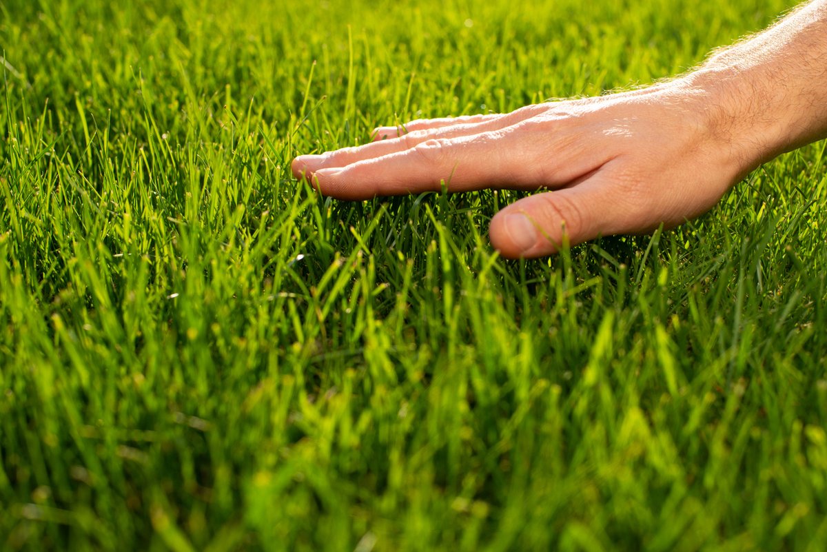 If you notice that portions of your grass are very green and luscious, there may be an issue with your drain field. When your drain field leaks, the grass takes all that waste and water up, which then results in a bright green color.