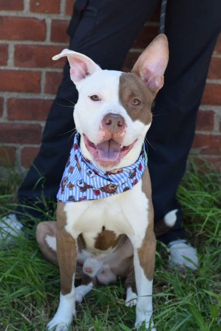 psychicwhisper3's tweet image. 🆘BLUE💙😭#144254 #NYCACC 
❌KILL COMMAND❌This Super Friendly Boy Is 
Only Looking For A Loving Family😢And To Feel 
Safe🫂 He Is A CuddleBug On The 🛋️&amp;amp; Just 
Wants 2 Be Loved💕Will You Help To Save Him
Please DM @SuzanneSugar   #PlzRT #Pledge 
#Adopt #Foster 🐾😢⌛️#PlzHurry 🏃‍♀️