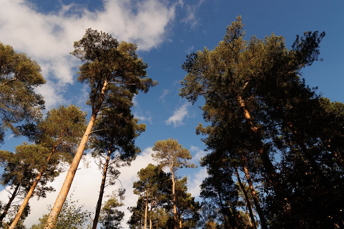 Go Jauntly (@gojauntly) on Twitter photo Walk and win £100! 🌳 💸 Get involved in #Treefest, a study with <a href="/DerbyUni/">University of Derby</a>, <a href="/NatForestCo/">The National Forest</a> and <a href="/UK_Treescapes/">UKTreescapes</a>! How?
📲 Download the Go Jauntly app
🌳 Walk a Treefest route gojauntly.com/treefest
❓ Fill in survey
🏆 Chance to win £100
✅ That's it! Walk and win £100! 🌳 💸 Get involved in #Treefest, a study with <a href="/DerbyUni/">University of Derby</a>, <a href="/NatForestCo/">The National Forest</a> and <a href="/UK_Treescapes/">UKTreescapes</a>! How?
📲 Download the Go Jauntly app
🌳 Walk a Treefest route gojauntly.com/treefest
❓ Fill in survey
🏆 Chance to win £100
✅ That's it!