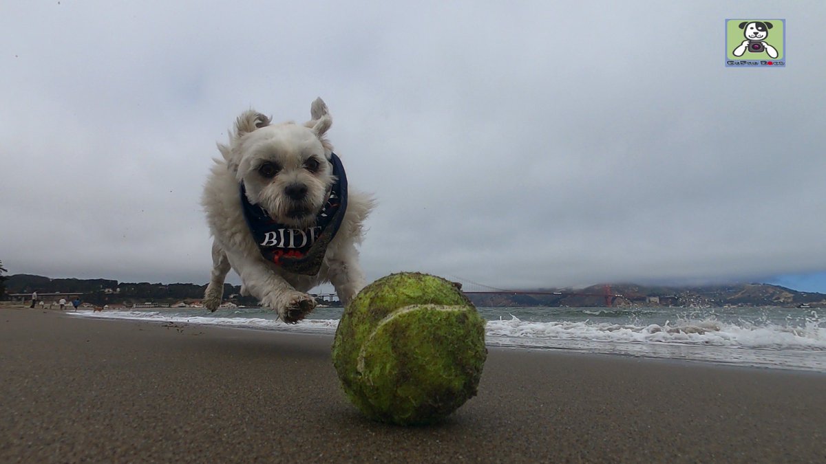 GoProCharlie1's tweet image. GoPro Charlie! Super lion dog storms the Golden Gate! 🐶🦁🚀🌉🌫😎 #SanFrancisco #goldengatebridge #GoPro #goprohero10 #goprodogs #goprocharlie #dogphotography #dogcelebration #landofdogs #dogsoftwitter 🐶🦁🚀📸🌫😎