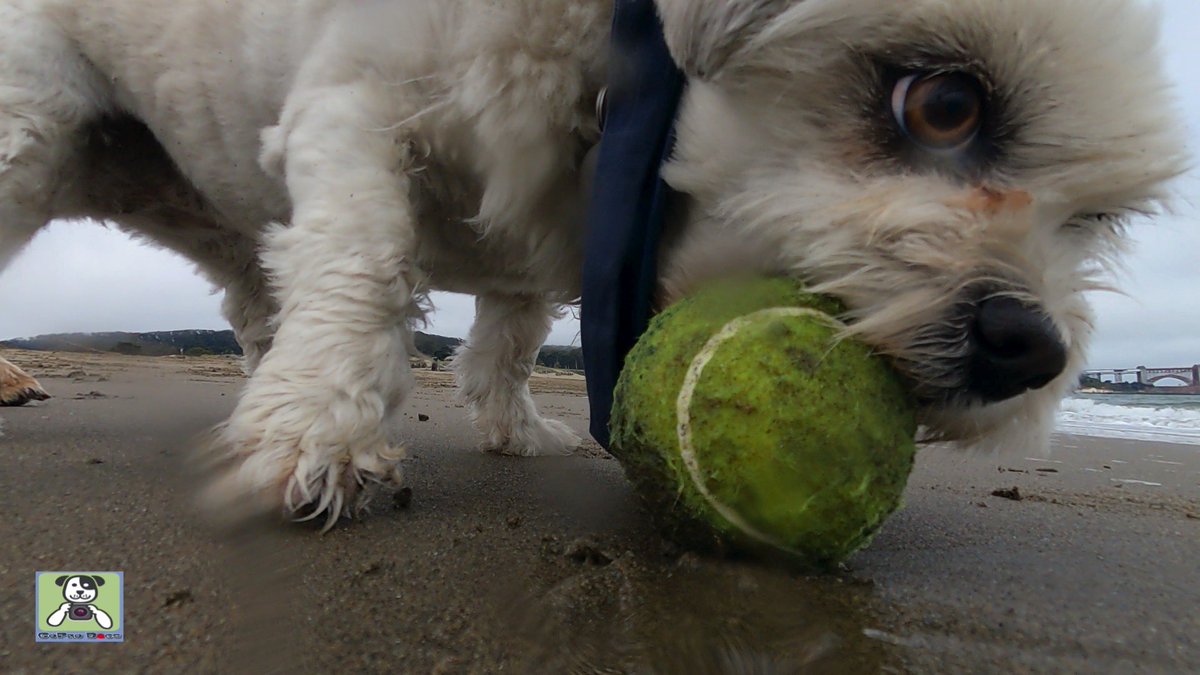 GoProCharlie1's tweet image. GoPro Charlie! Super lion dog storms the Golden Gate! 🐶🦁🚀🌉🌫😎 #SanFrancisco #goldengatebridge #GoPro #goprohero10 #goprodogs #goprocharlie #dogphotography #dogcelebration #landofdogs #dogsoftwitter 🐶🦁🚀📸🌫😎