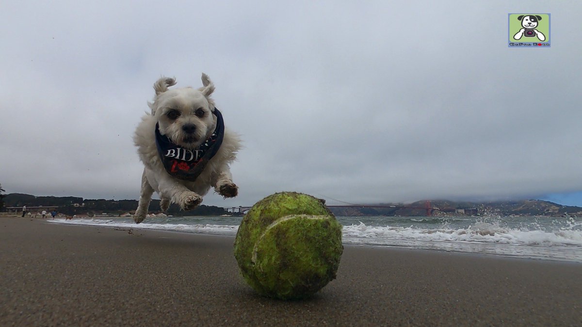 GoProCharlie1's tweet image. GoPro Charlie! Super lion dog storms the Golden Gate! 🐶🦁🚀🌉🌫😎 #SanFrancisco #goldengatebridge #GoPro #goprohero10 #goprodogs #goprocharlie #dogphotography #dogcelebration #landofdogs #dogsoftwitter 🐶🦁🚀📸🌫😎