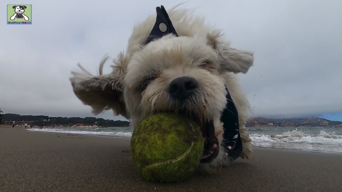 GoProCharlie1's tweet image. GoPro Charlie! Super lion dog storms the Golden Gate! 🐶🦁🚀🌉🌫😎 #SanFrancisco #goldengatebridge #GoPro #goprohero10 #goprodogs #goprocharlie #dogphotography #dogcelebration #landofdogs #dogsoftwitter 🐶🦁🚀📸🌫😎