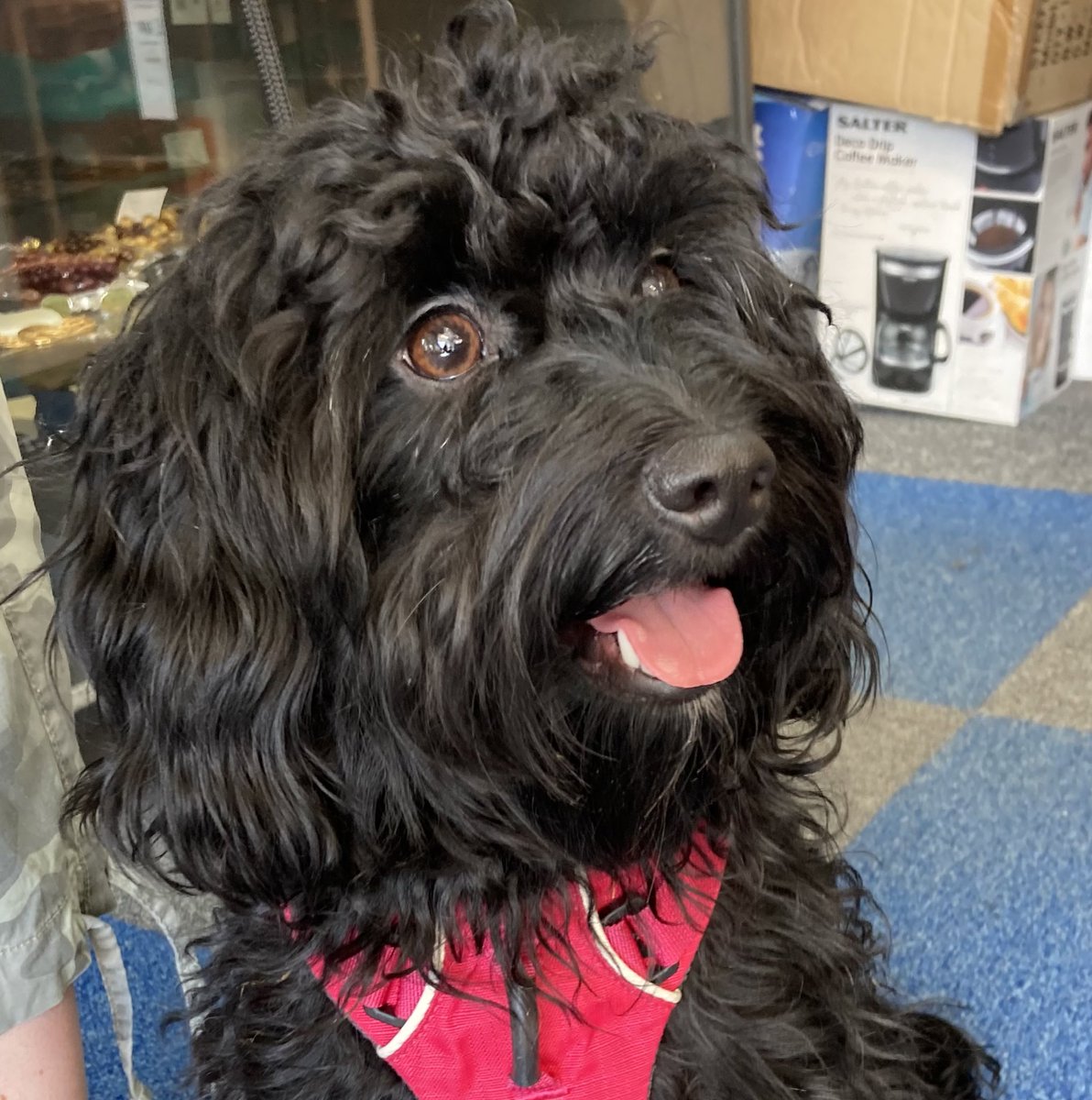 We have a new #TerrierSOSAdoptables ! Please meet Dolly - we know she isn’t a terrier - but she needed our help and we know you will give her a big terrier welcome ❤️she is 1 year old - and looking for her forever home #adoptme #maltepoo #Terriersos