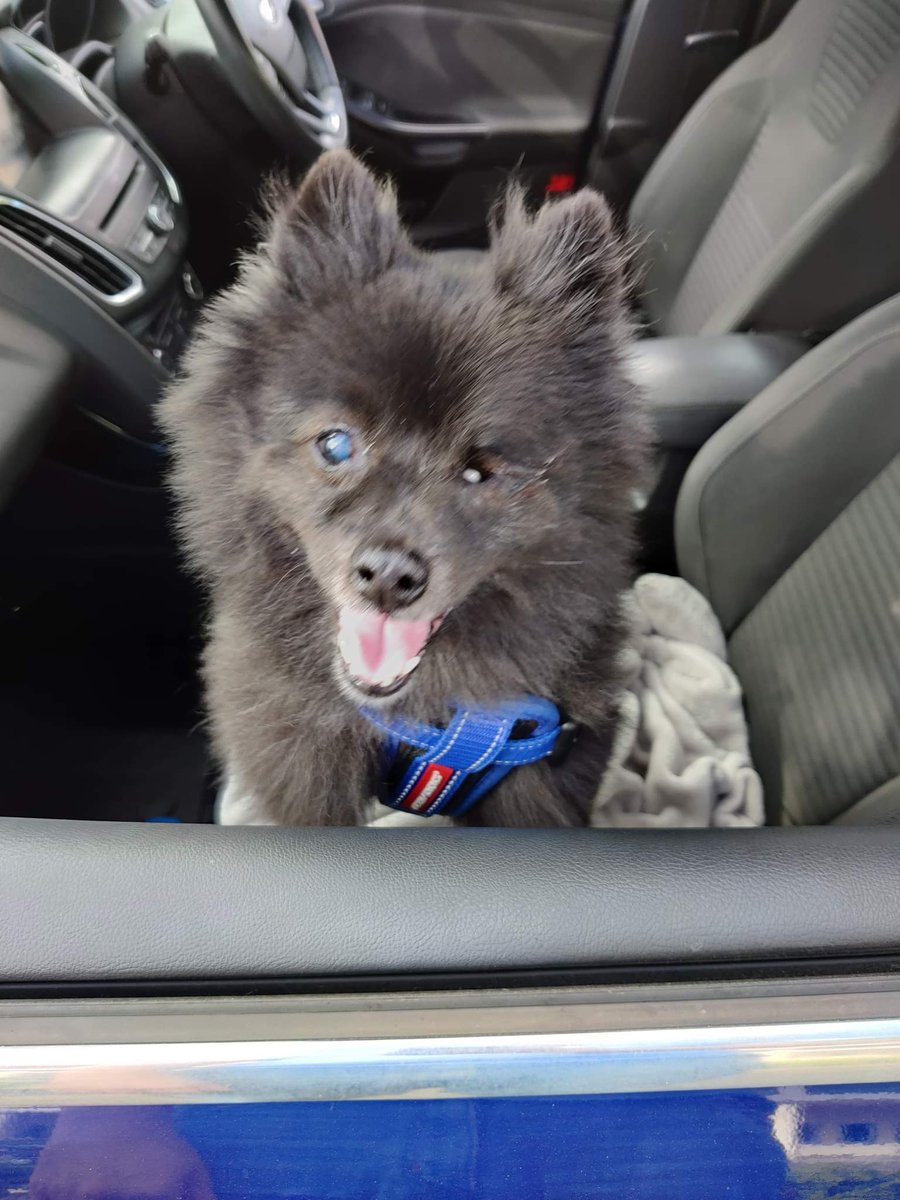 Suki40858414's tweet photo. Waiting for Mum to finish work so we can go to the park! An ambulance driver had to say hello to me on the way home as I'm so cute 🥰#blackpom #cutedogs #dogslife #dogdays #fluffydog #happydog #heckcancer #wednesdaymood #RescueDog #itsadogslife #oneeyeddog #perfectlyimperfect https://t.co/a3bGYrgwCa