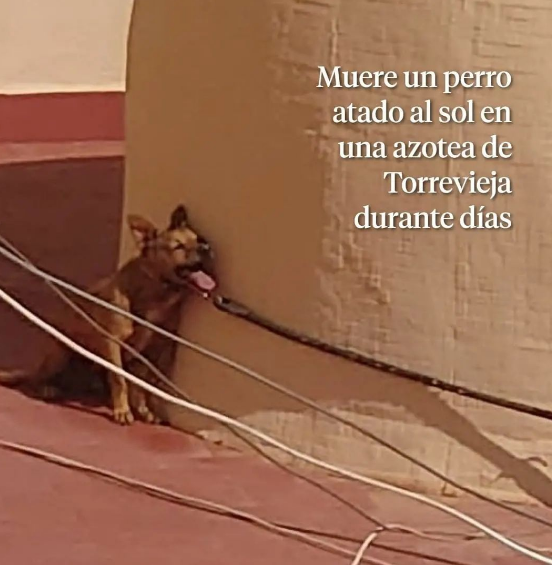 SILVIA  ROMERA tweet media