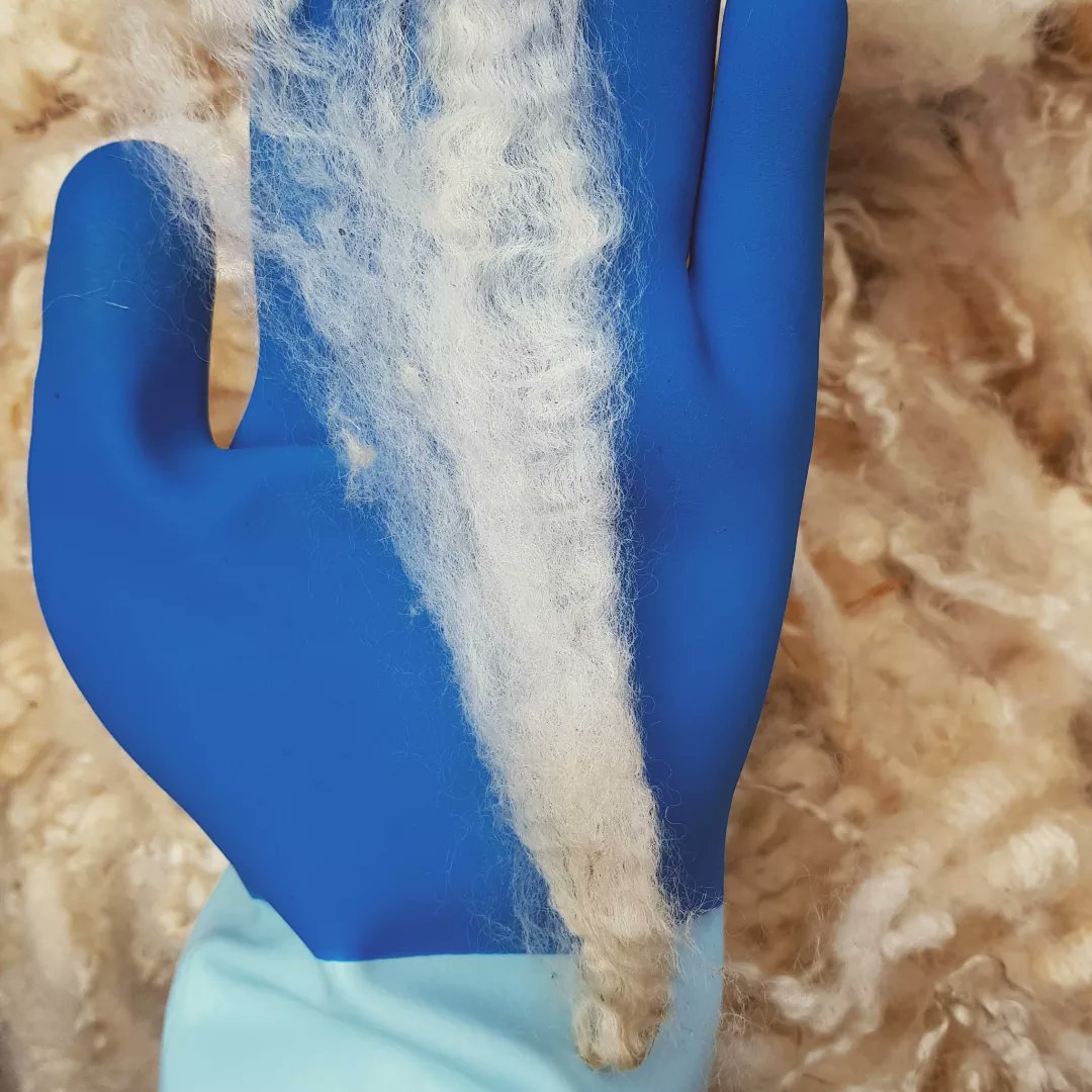 tottles_weavers's tweet photo. Newly arrived: one #Romney and two #Lleyn fleeces. Romney is fast becoming one of my all-time favourites. Long, creamy, lustrous, crimpy - what's not to like? It'll be interesting to see how it handles on the jenny. But first, a really good wash! 
#spinningjenny #woolspinning https://t.co/x1svNnTkDu
