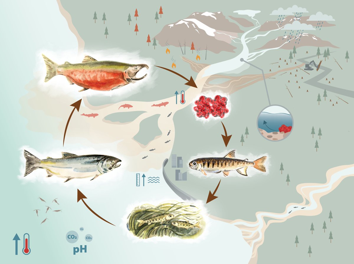 Stephanie Peacock (@peacock_steph) on Twitter photo Job opportunity <a href="/PSF/">PACIFIC SALMON FOUNDATION</a>: Manager, Climate Adaptation Program
ca.indeed.com/viewjob?cmp=Pa…
I'll be working closely with this person so I want nice, smart, fun people to apply. Maybe that's you? 🤓
More about <a href="/PSF/">PACIFIC SALMON FOUNDATION</a>'s climate work here:
psf.ca/work/climate/
psf.ca/blog/climate-c… Job opportunity <a href="/PSF/">PACIFIC SALMON FOUNDATION</a>: Manager, Climate Adaptation Program
ca.indeed.com/viewjob?cmp=Pa…
I'll be working closely with this person so I want nice, smart, fun people to apply. Maybe that's you? 🤓
More about <a href="/PSF/">PACIFIC SALMON FOUNDATION</a>'s climate work here:
psf.ca/work/climate/
psf.ca/blog/climate-c…