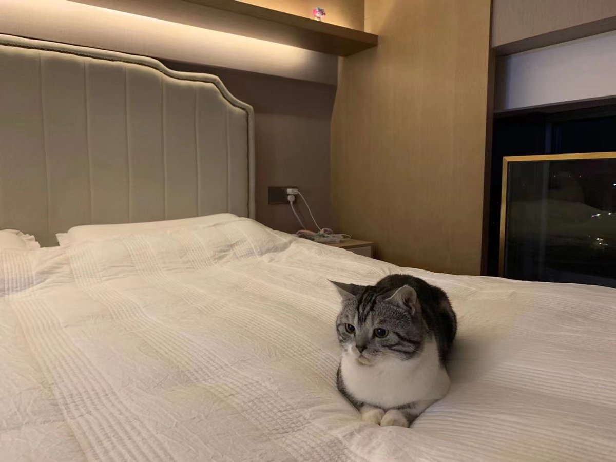 美国佬要好好听话呀 #猫猫