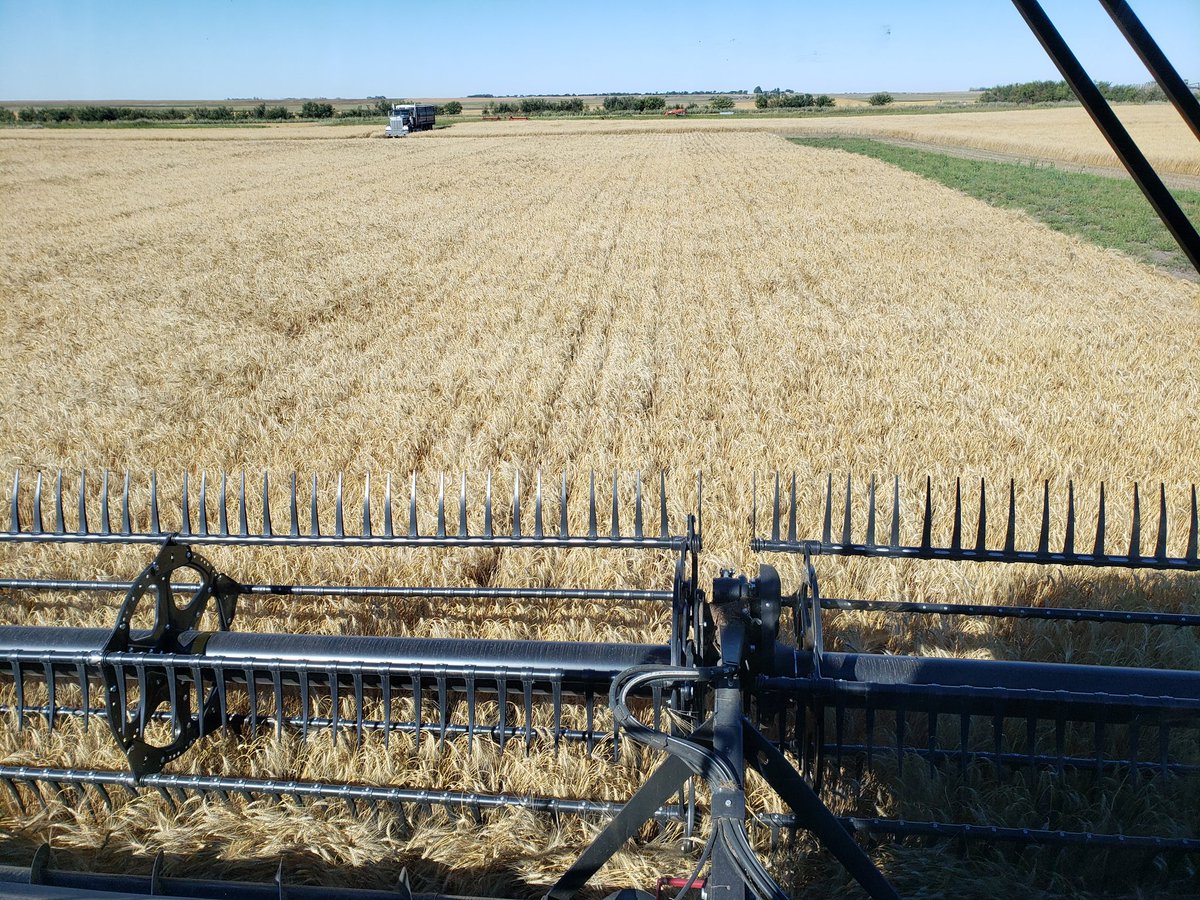 craswellseeds's tweet photo. Our #AACSchrader durum plot completed this morning. @FPGenetics variety with "I" rating for fusarium! Looks like it's a solid yielding variety also. https://t.co/29ESXOpkuW