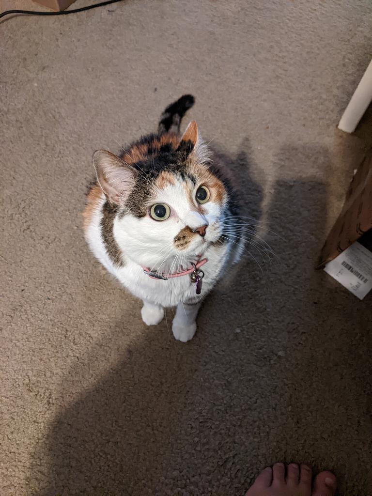 MagpieCrime's tweet photo. Hey everyone. Like I said, my cat is sick and we're still finding out more about her condition. Please read for more info. 

Tsuki needs Liver Treatment https://t.co/rm9ehQFRX5 https://t.co/IAvyaEsKEl