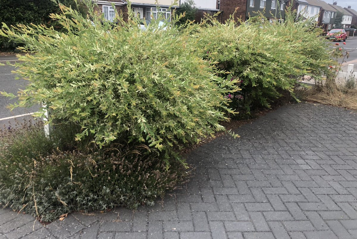 Heather_CCN's tweet photo. Good 5km walk this evening and sorted the front garden. August has been a good month! 102.2km! Thank you @WeNurses it’s been fun! #ActiveNurses #WeActiveChallenge2022 @CareCcn https://t.co/63ftF9OOeM