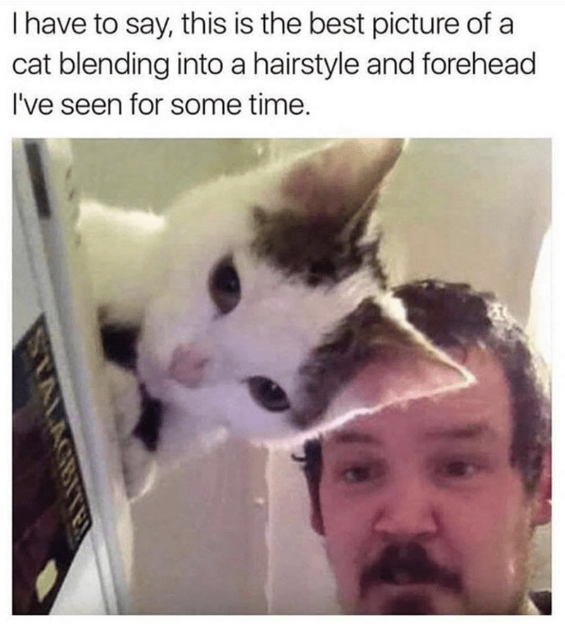 WholesomeMeme's tweet photo. https://t.co/fGoZzubPL1