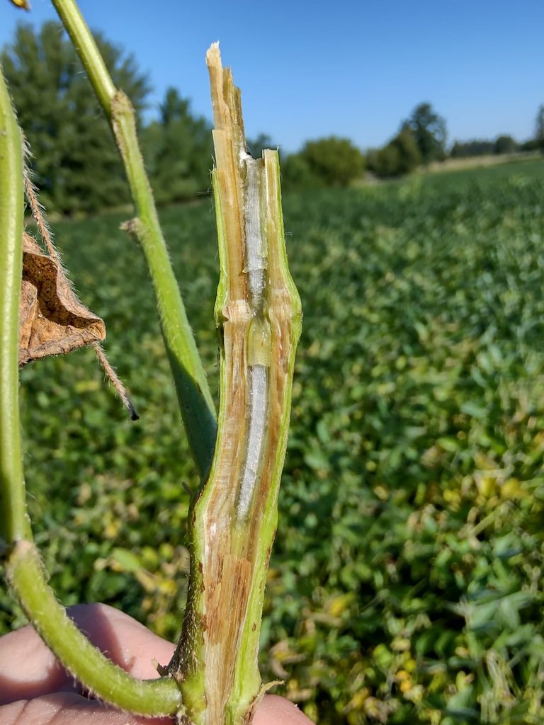 Anez Consulting tweet media