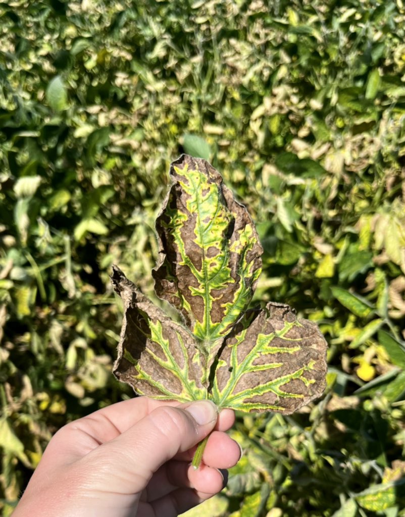 Anez Consulting tweet media