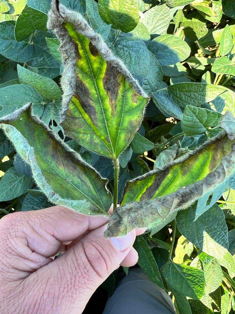 Anez Consulting tweet media