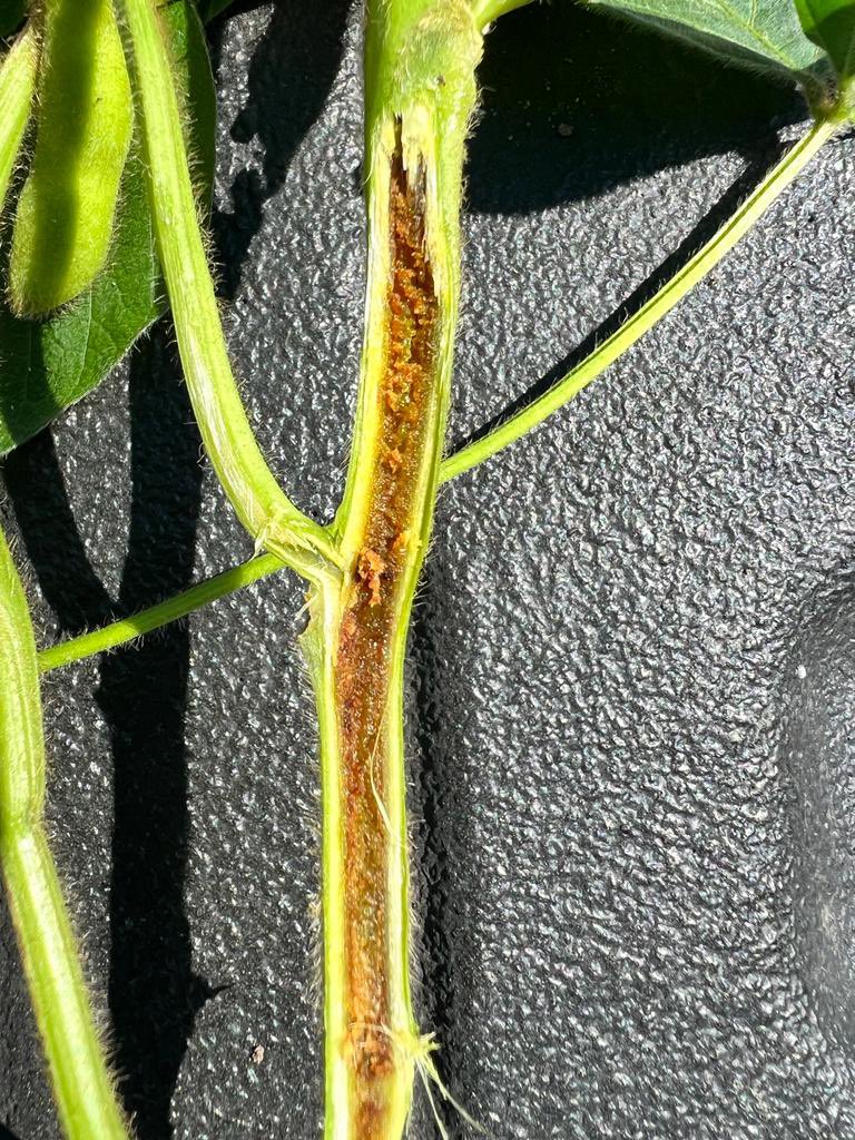 Anez Consulting tweet media