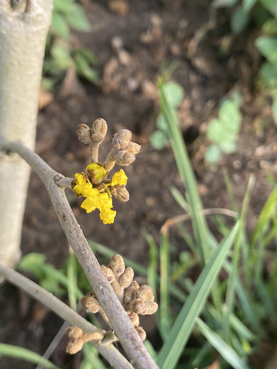 nbenest's tweet photo. Never mind #falseautumn my witch hazel is starting to bloom !! π³ https://t.co/dojFRYD73I