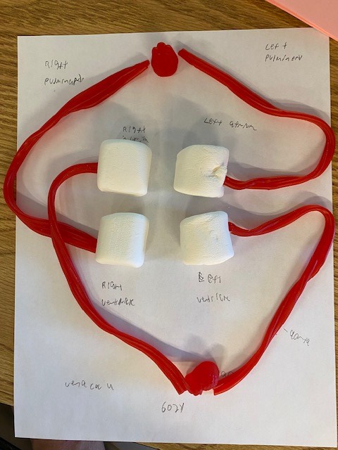 EagleButtePRSD8's tweet photo. Ms. Rief's Science 30 class was building edible heart models to remember the parts of the heart and its major blood vessels. #eaglebutte #EBHS #science30 #heartmodels @PrairieRoseSD8 https://t.co/N0BnL2kxtM
