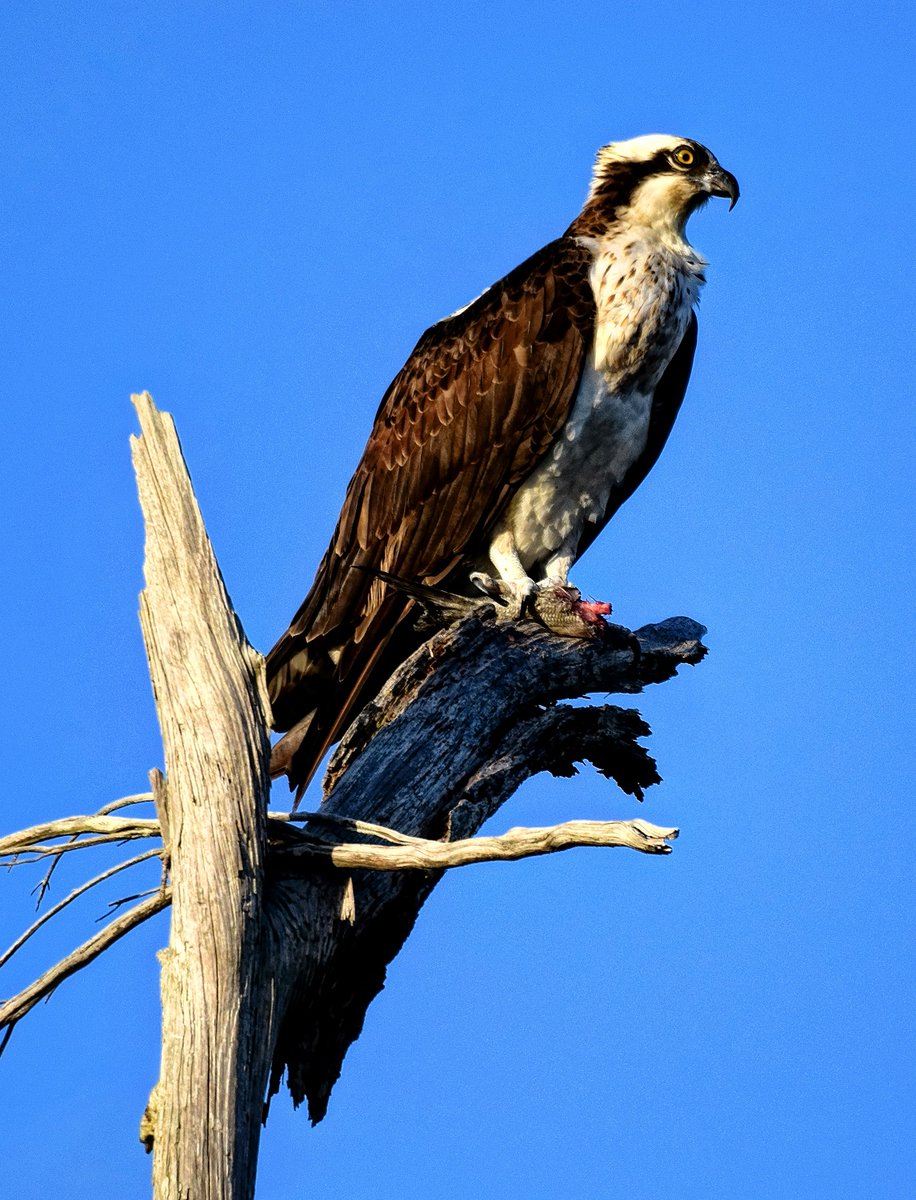 SparksCooks's tweet photo. A male osprey and his catch perched atop the remains of a dead tree.
#GFBWT #USFWS #USDA #USFS #FloridaTrail #floridabirdingtrail #MaritimeForest #osprey #birdofprey #bird #birding #birdwatching #birder #birdwatchers #nature #birdphotography #naturephotography #naturephotography https://t.co/U2jDeTUtwO