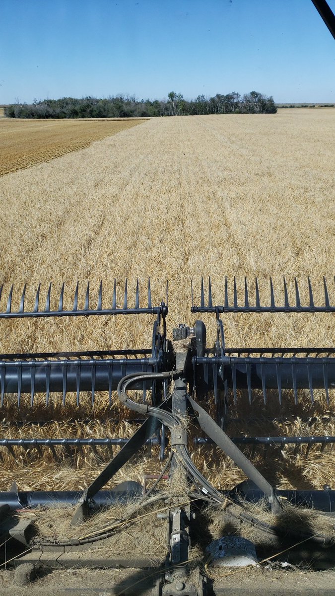 craswellseeds's tweet photo. Also doing some #CDCDefy from @SeCan. It's doing its thing keeping the cart busy. Standing up very nice. @SecanMira Will have certified through to select seed available for #plant23 https://t.co/KQgH5Doszk