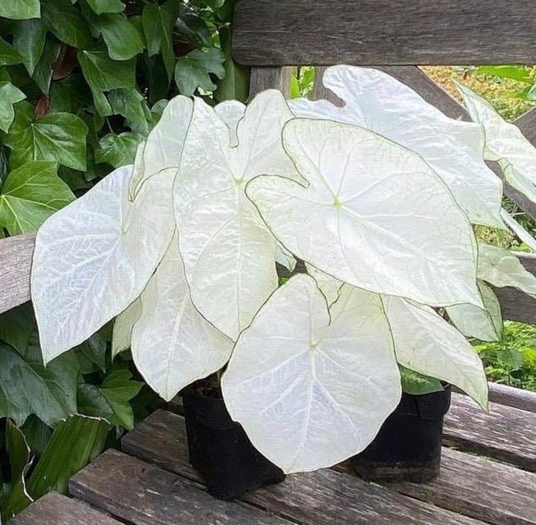 HobbyistPlant's tweet photo. The amazing white leaves of the Caladium Florida Moonlight 🌿 https://t.co/xy5scXD3VK
